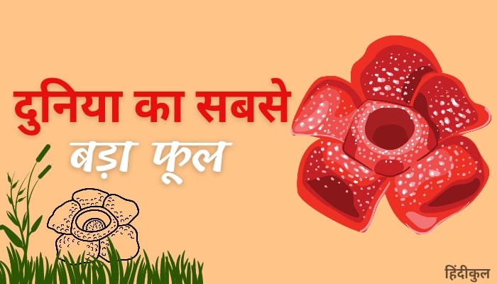 दुनिया का सबसे बड़ा फूल कौन सा है? 1 दुनिया का सबसे बड़ा फूल
